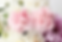 Carnations 02.png