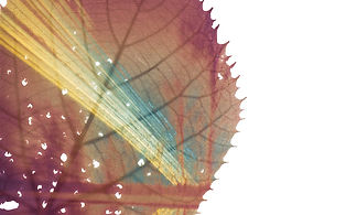 Pinhole and Solarigraphy