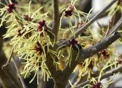 Hamamelis mollis (Zaubernuss) mit ihren einzigartigen, leuchtenden Blüten – ein zauberhafter Blickfa