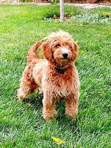 CKC Registered Goldendoodle (1)_edited_edited.jpg