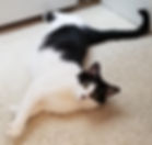 A black and white cat stretched out on the floor.