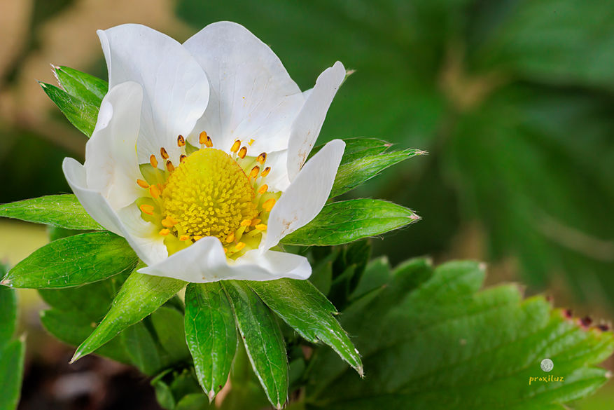 Fleur de fraisier parfaitement net