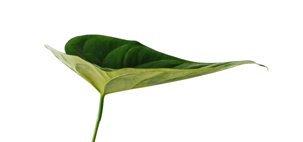 Macro photography of a vibrant green leaf against a stark black background. The image emphasizes the leaf's intricate vein structure and smooth, glossy surface.