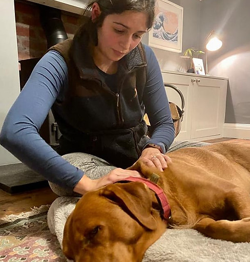 Rosie giving treatment | Jackson Vet Physio