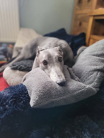 Greyhound on sofa with bedding | Jackson Vet Physio