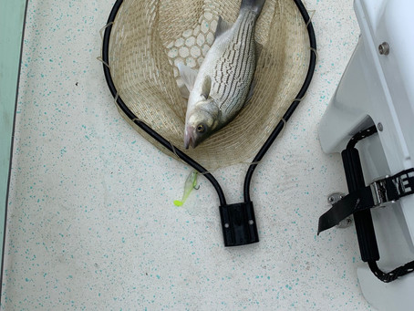 Shallow Water Hybrid Fishing