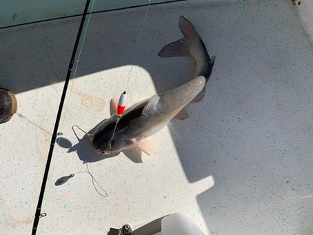November Catfishing