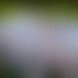 3D Flowers | Μαρήλια