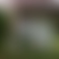 Safari | Παναγιώτης