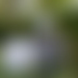 Ψαράκι | Νίκος