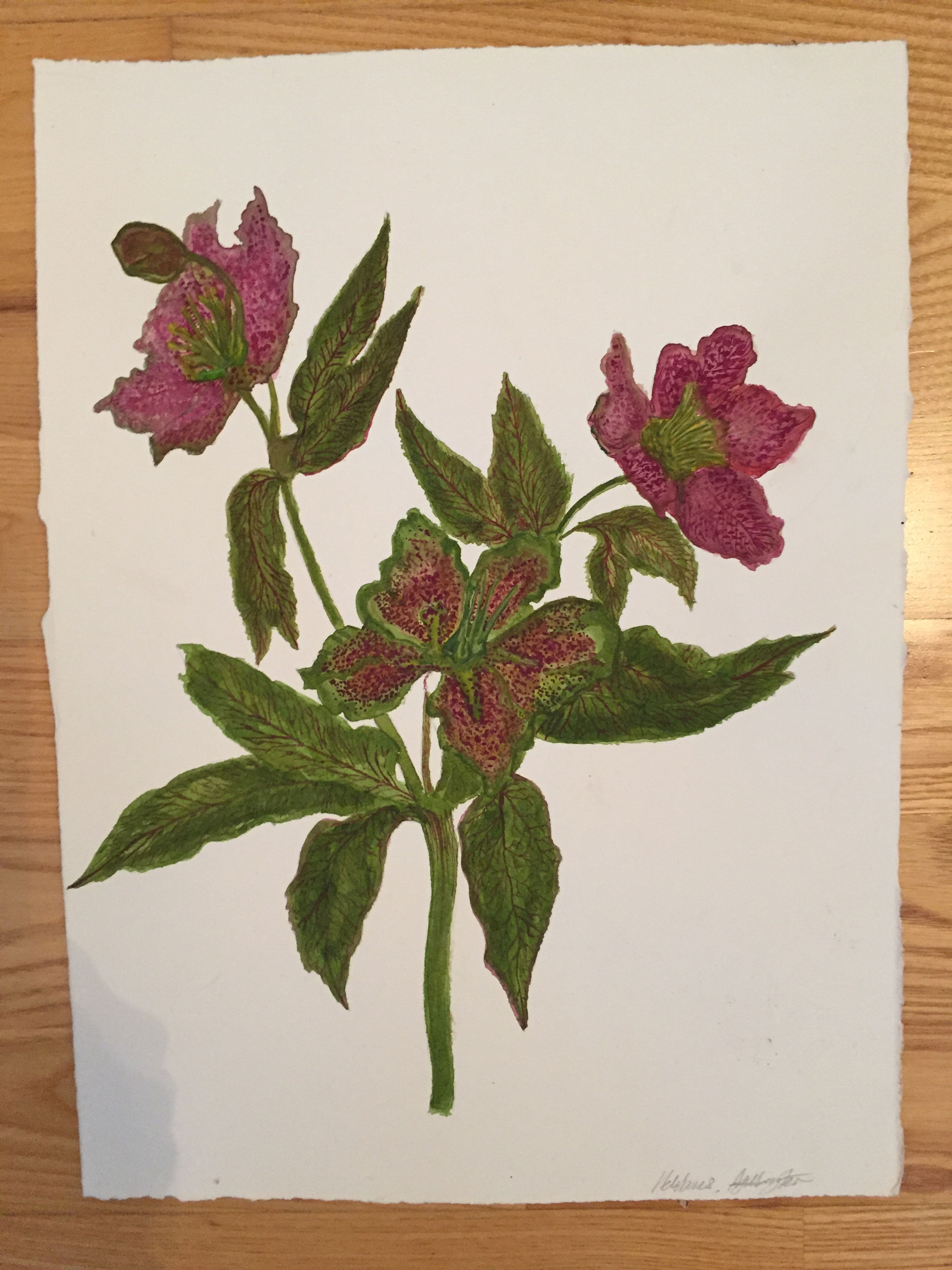 Hellebore