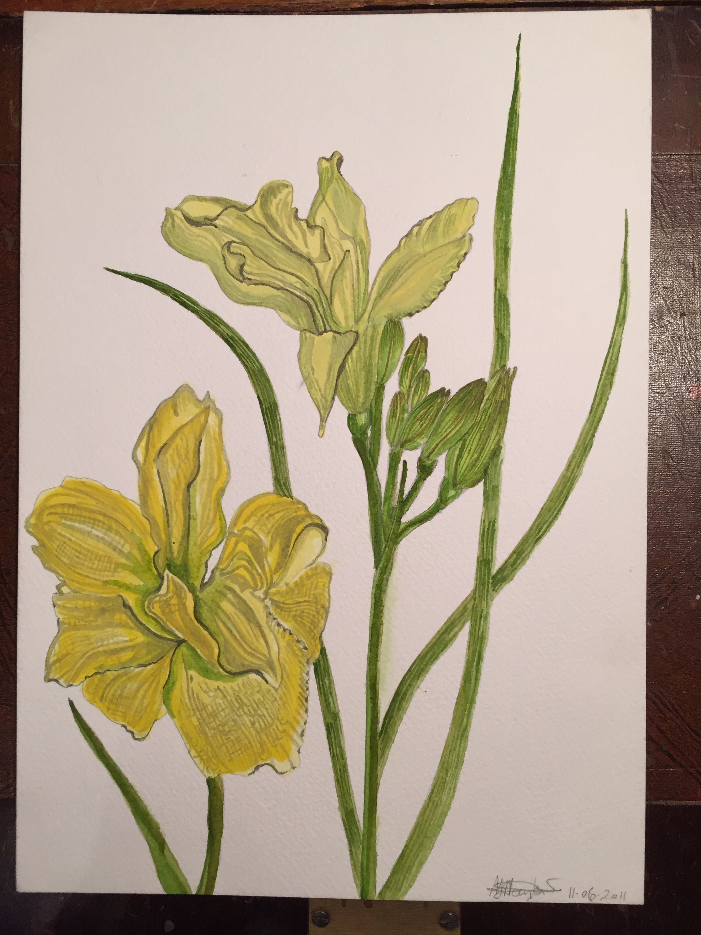 Yellow Freesia