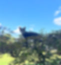 Jethro_edited.jpg