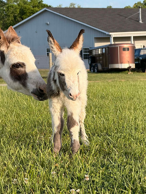 b39c6428-da06-4874-995a-c16e04463cf2.jfif