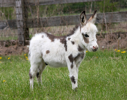 3439ba7d-5c24-43f1-86a9-ea6463896194.jfif