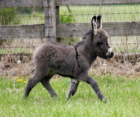 e1b5ba91-0582-4bb3-a91d-023599bb054f.jfif