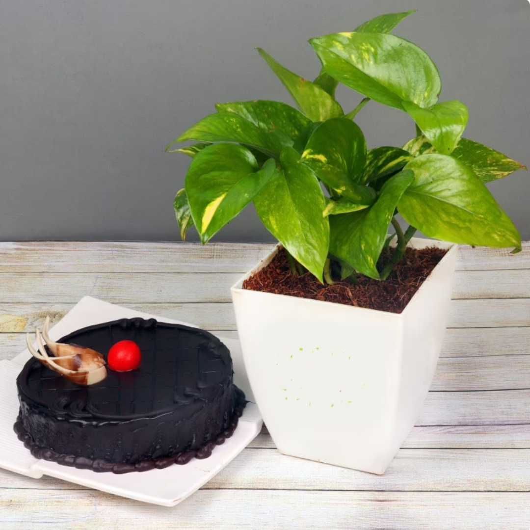 Money Plant & Cake