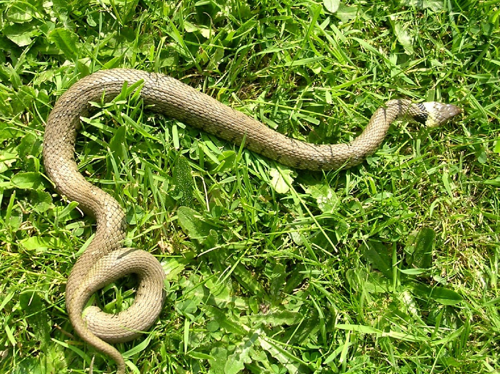 grass snakes