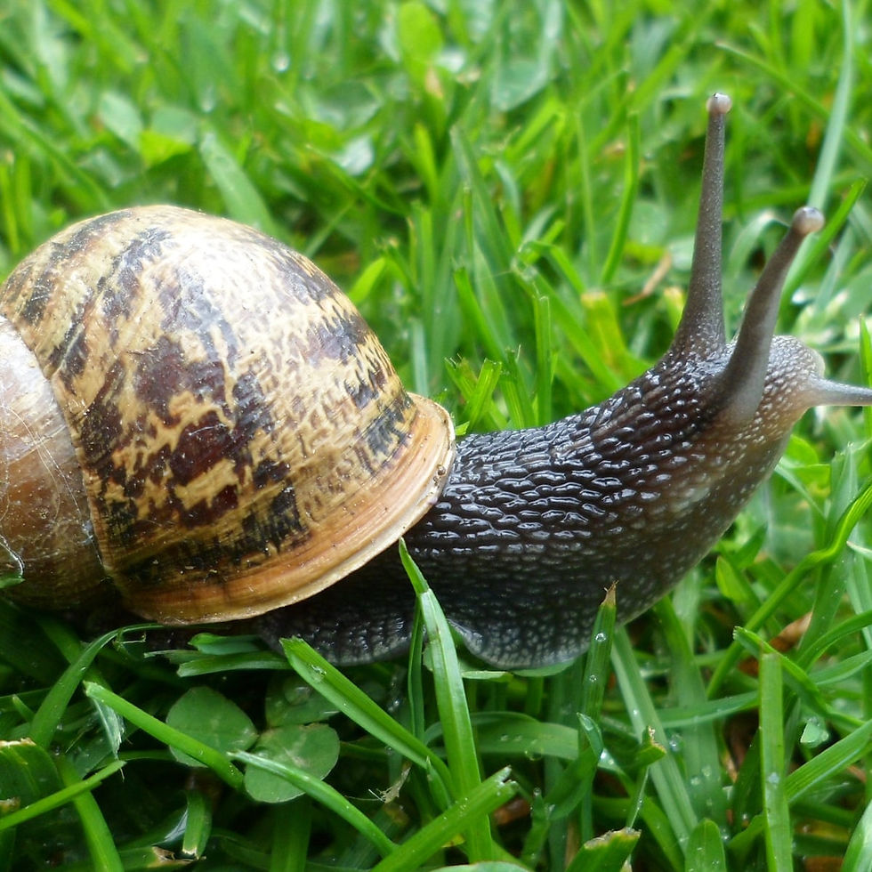 snails