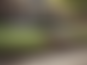 Expert Tips for Stunning Mulch Bed Edging in Buffalo, NY