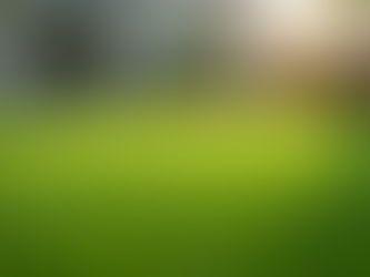 Discover Affordable Sod Installation Pricing for Your Buffalo Property