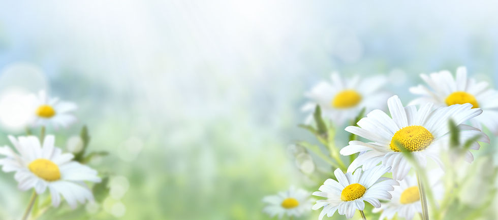 Green grass and chamomile in the meadow. Spring or summer nature scene with blooming white