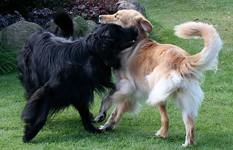 Hunde Welpe Zucht Züchter HZD VDH Hovawart Hamburg Schleswig-Holstein Hovawart schwarz Hovawart blond Hovawart schwarzmarken