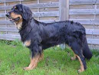 HZD Welpe VDH Züchter Hunde Welpe Zucht Züchter Hovawart schwarz Hovawart schwarzmarken Hovawart blond