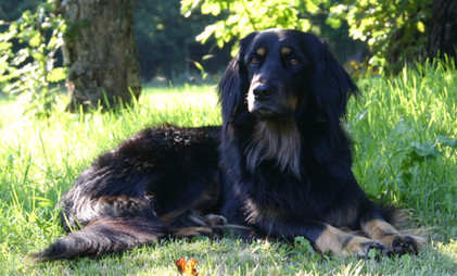 Hunde Welpe Zucht Züchter HZD VDH Hovawart Hamburg Schleswig-Holstein Hovawart schwarz Hovawart blond Hovawart schwarzmarken
