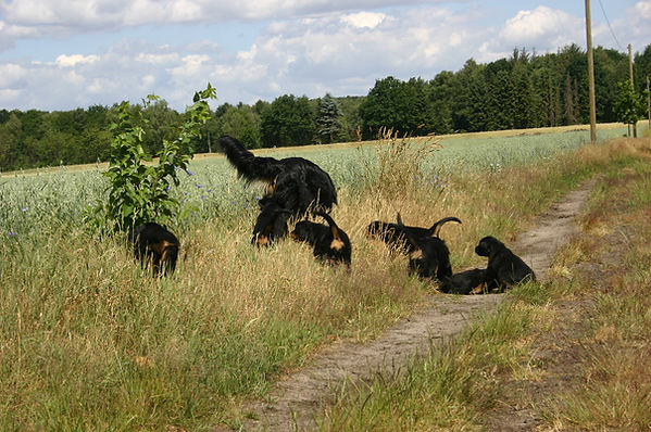 Hunde Welpe Zucht Züchter HZD VDH Hovawart Hamburg Schleswig-Holstein Hovawart schwarz Hovawart blond Hovawart schwarzmarken