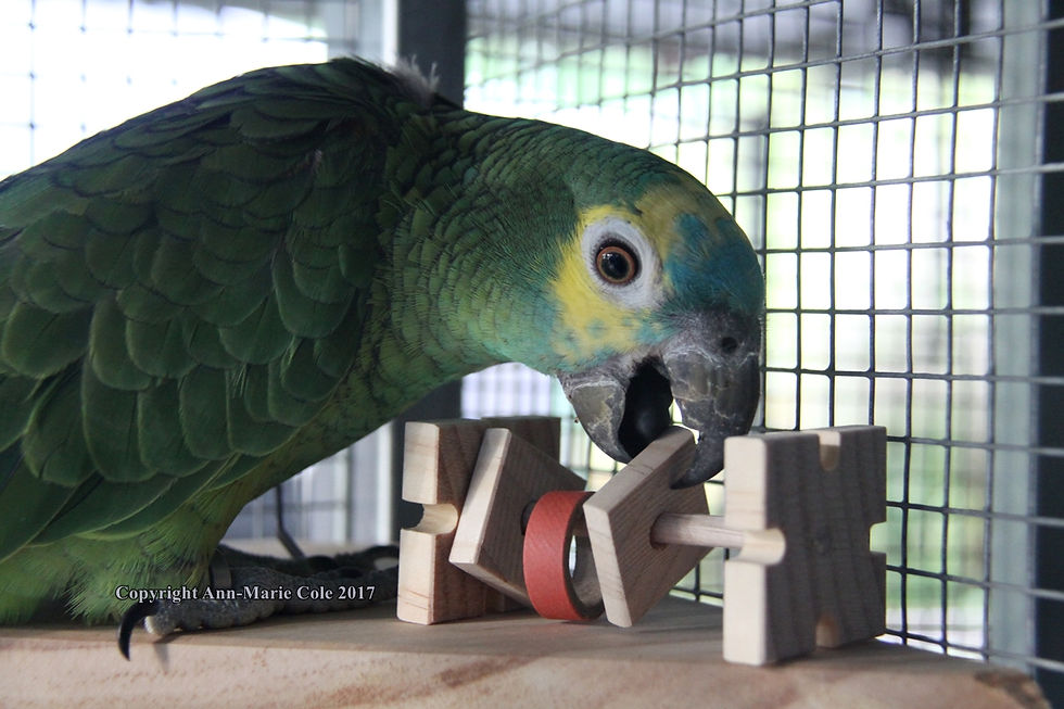 Thumbnail: Birdie Dumbbell