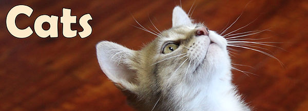 Cats Banner.JPG