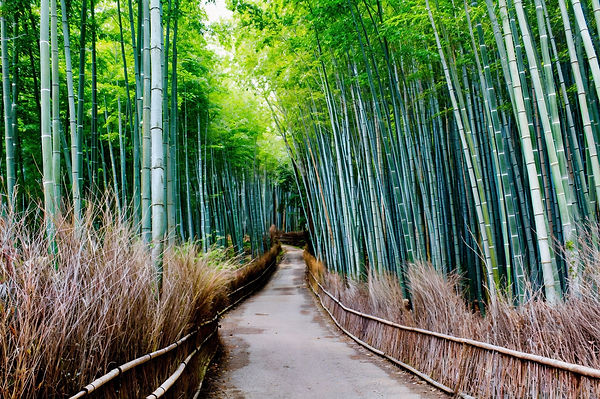 Kyoto Dream