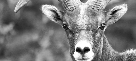 Desert Bighorn Sheep - Zion's Icon (B&W)