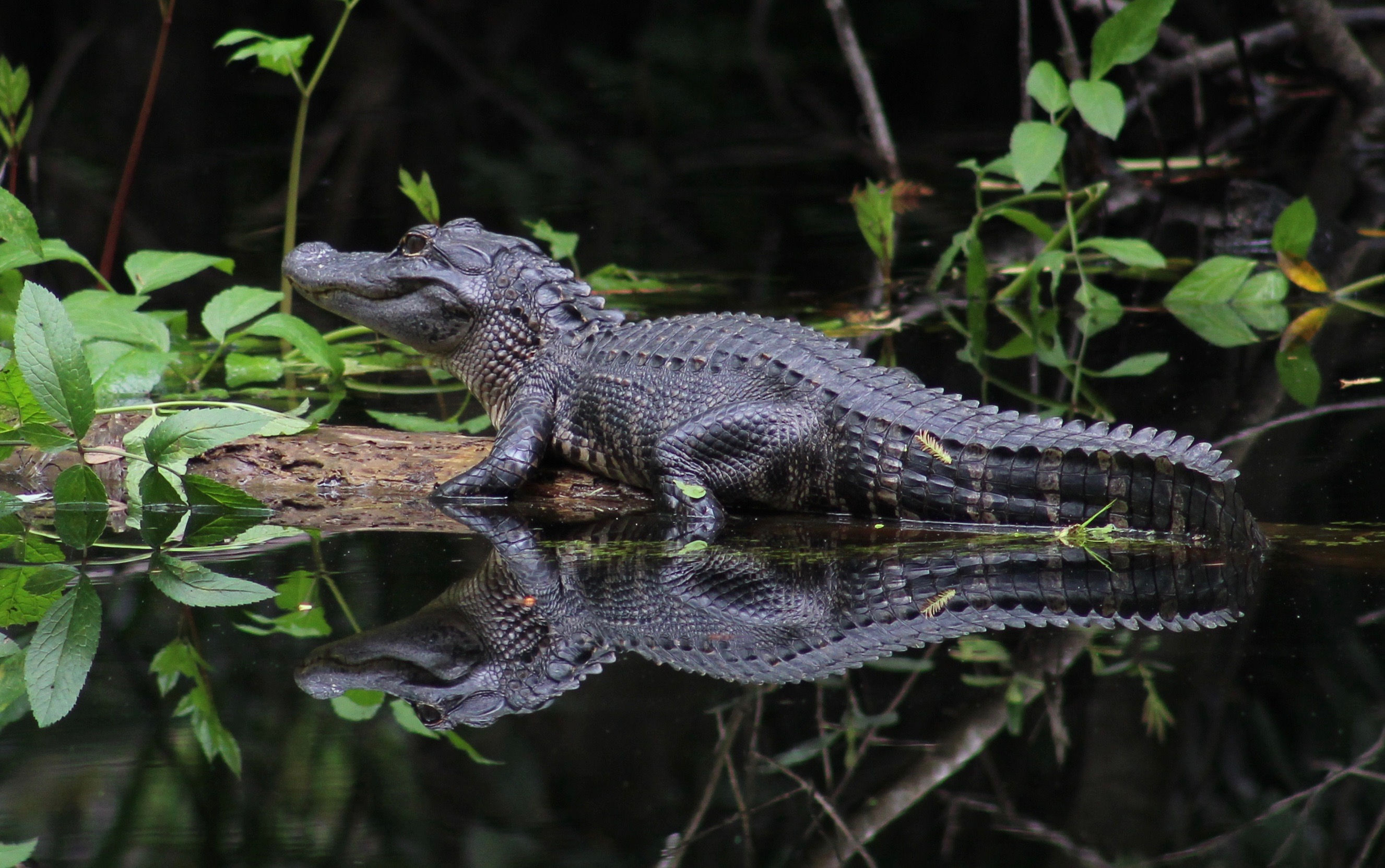 ALLIGATOR - Black Water