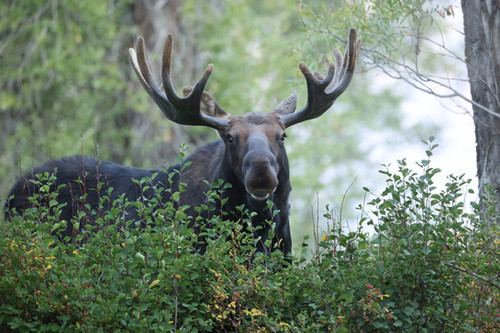 Big Rack Moose MOOSE - A Perfect Rack | Bird's Eye Gallery