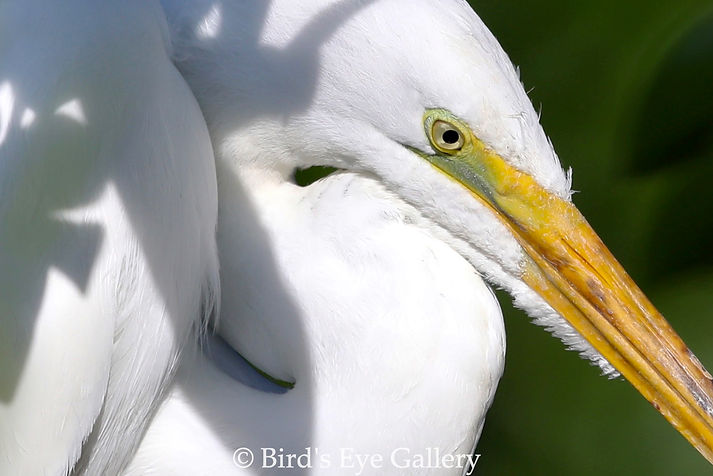 BIRDS - 2021-0410 - _Elegance_, Great Egret (Wakodahatchee Wetlands, FL).jpg