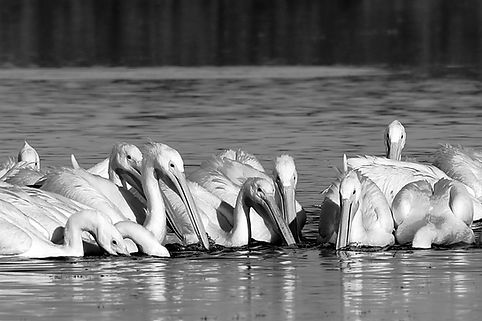 White Pelican - Snow Birds