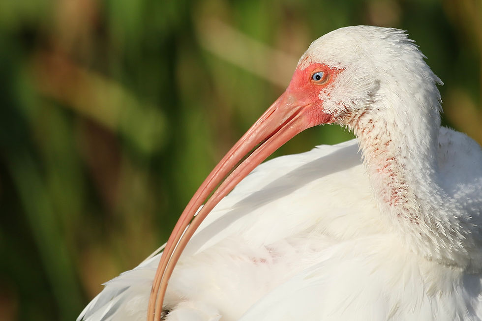 White Ibis