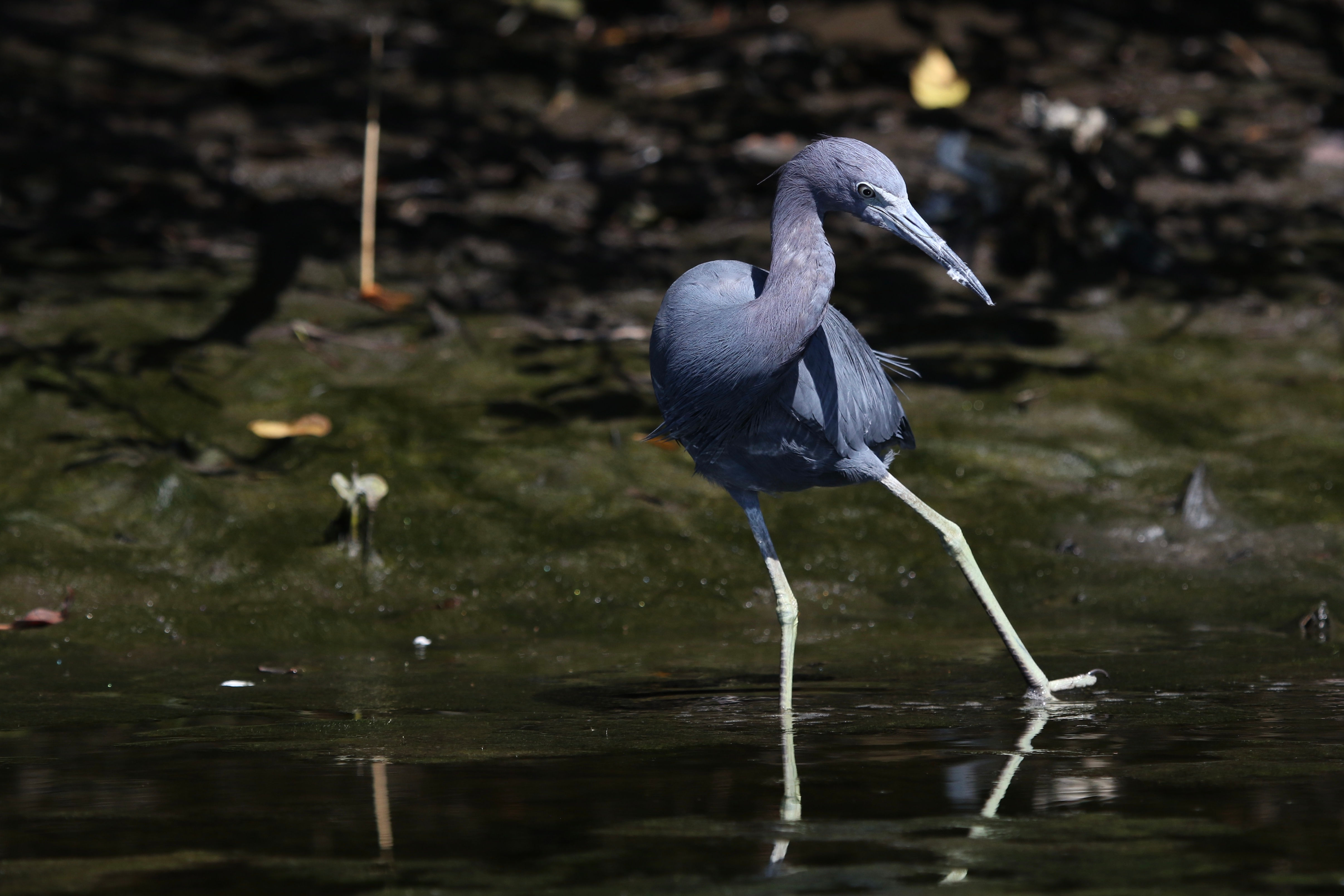 HERON, LITTLE BLUE - Walk This Way