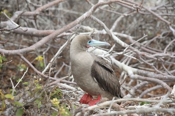 Red-Footed Booby 1