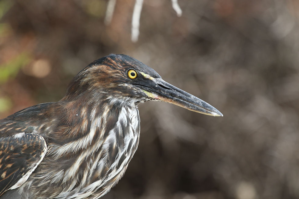 Lava Heron 2