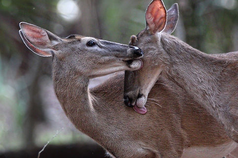2020-0425 - Deer (John Chestnut Park-2).jpeg