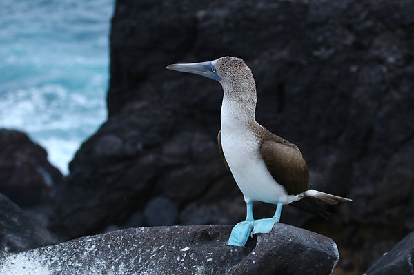 Blue-Footed Booby 10