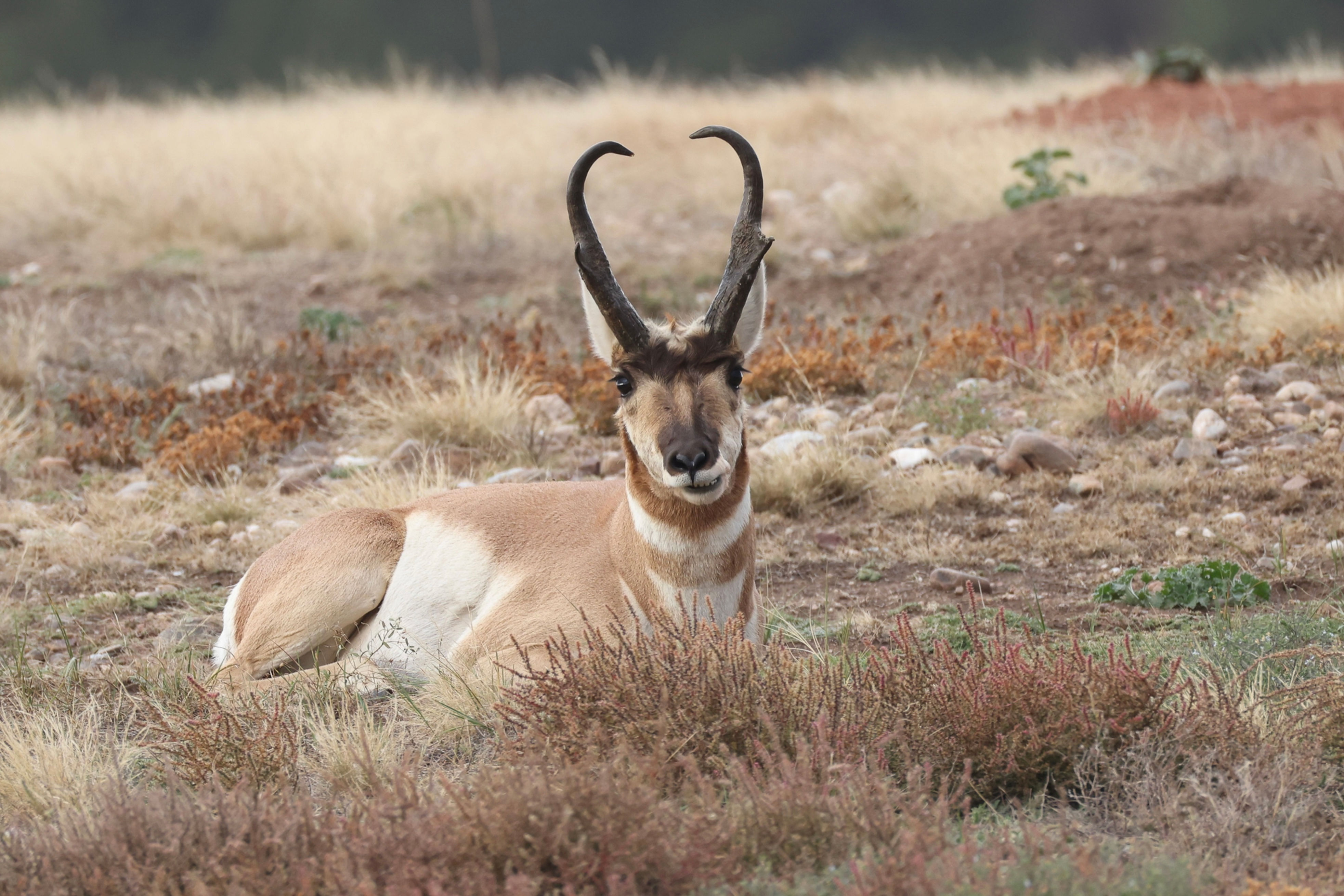 AMERICAN PRONGHORN - Settled In