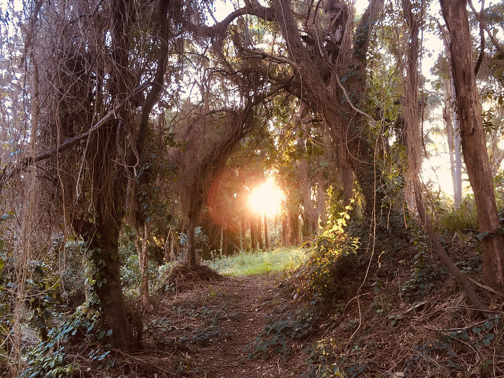 Website background.png