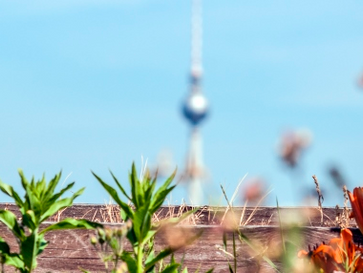 Mit Förderprogramm werden Berlins Dächer zu Oasen