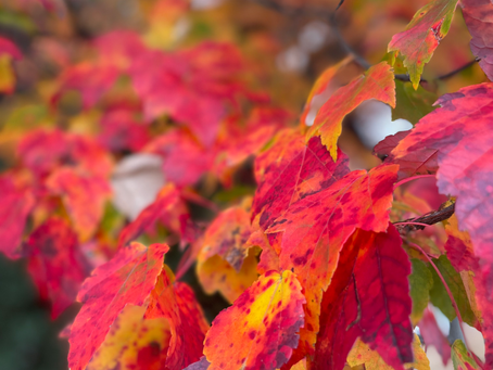Thanksgiving Reflection Questions for the Woo-Woo Skeptics