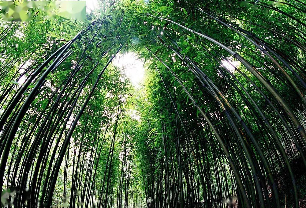 Bamboo forests - Zijing Village has 'Bitter bamboo', perfect for bamboo craft.