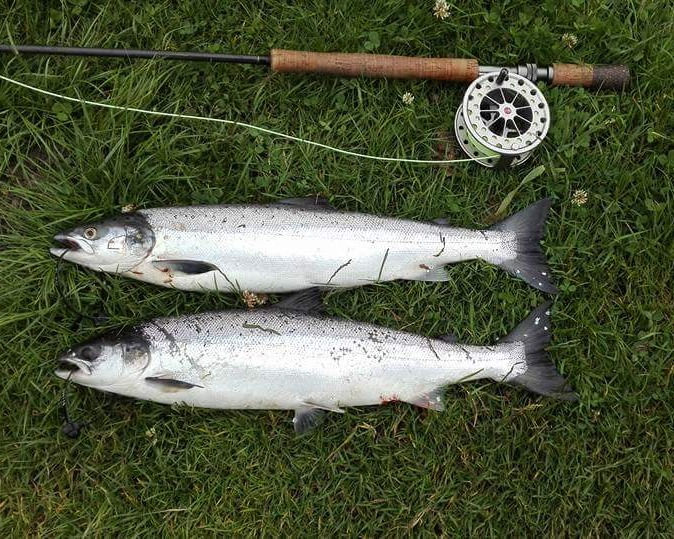 Brace of Salmon_edited
